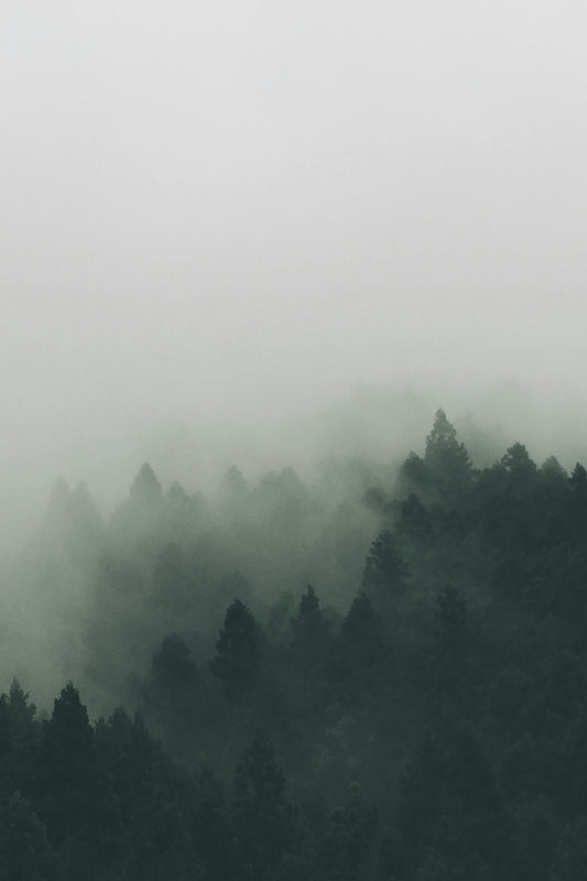 forest covered with fogs
