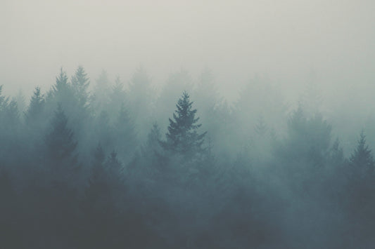forest covered with fogs