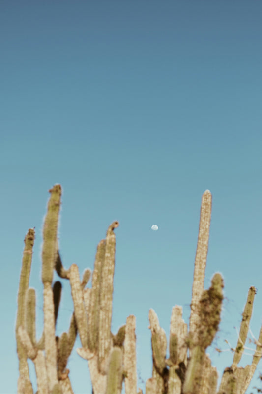 a bird flying over a cactus with a blue sky in the background