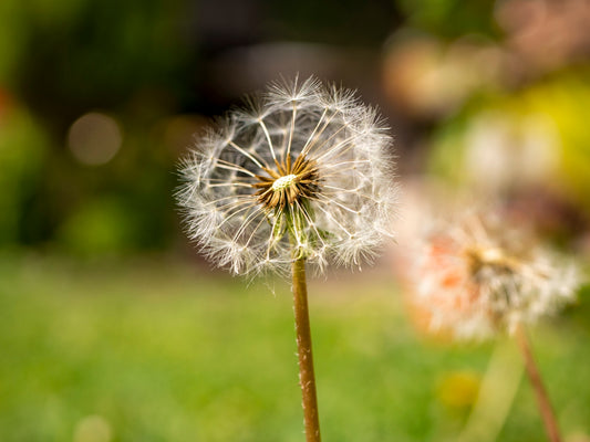 a dandelion is blowing in the wind on a sunny day