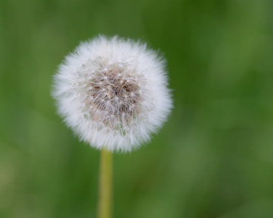 a close up of a dandelion