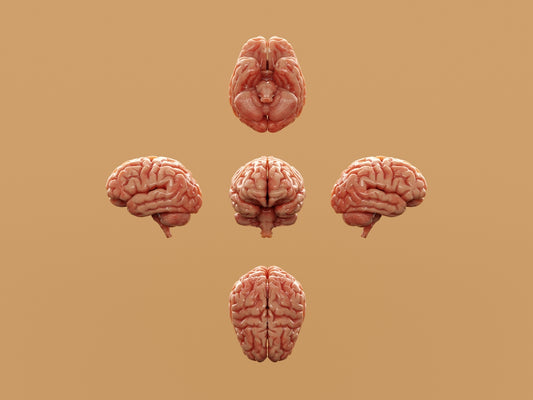 Various perspectives of a human brain are displayed.