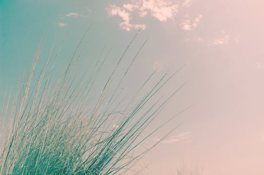 a tall grass with a blue sky in the background