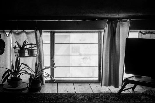 plants on window
