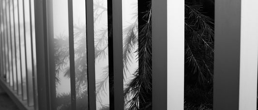 grayscale photo of plant near window