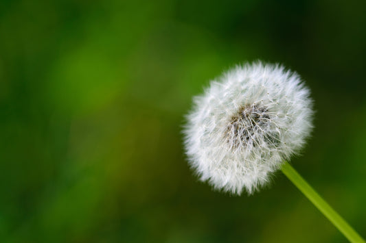 white dandelion in close up photography