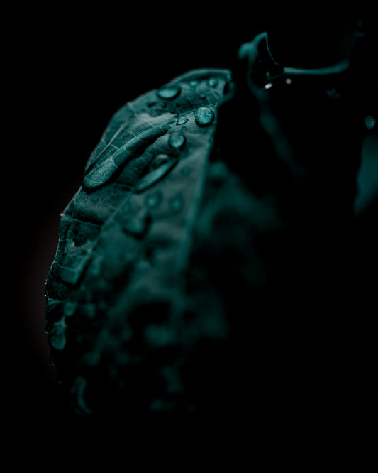 a green leaf with water drops on it