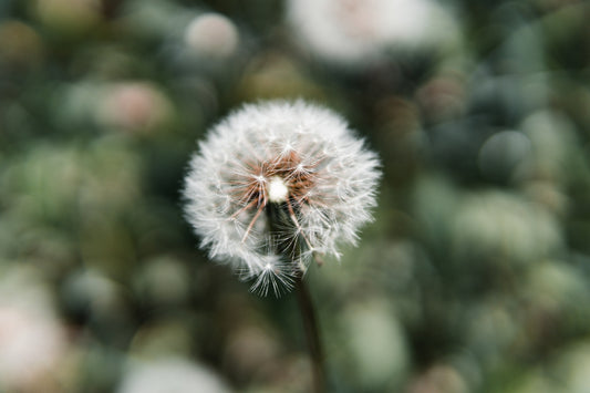 a close up of a dandelion with blurry background