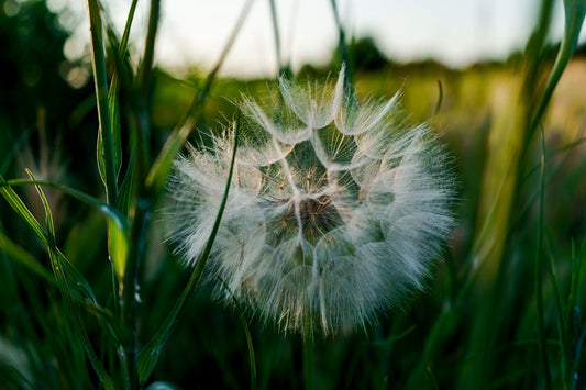 a close up of a dandelion in the grass