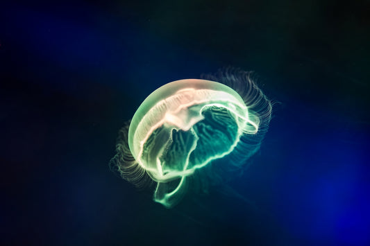 a jellyfish in the water