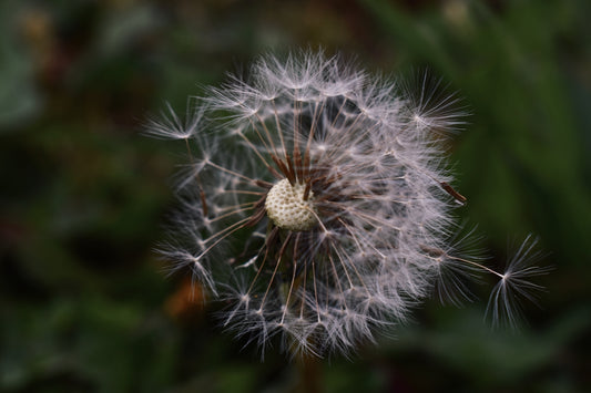 a close up of a dandelion