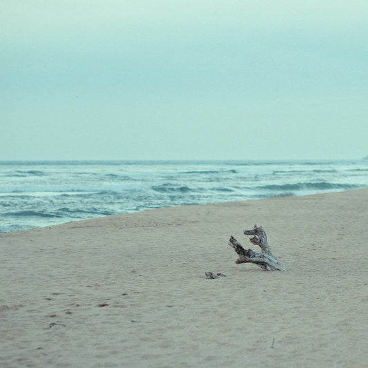 a bird standing on a beach next to the ocean