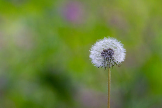 a close up of a dandelion with a blurry background