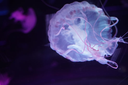 a close up of a jellyfish in a tank