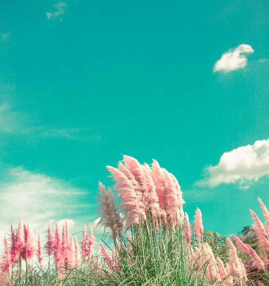 a bunch of pink flowers that are in the grass
