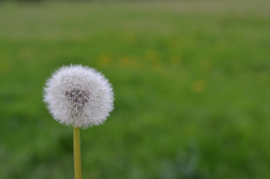 a dandelion sitting on top of a green field