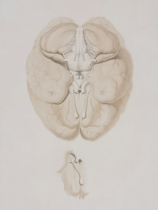 a drawing of a human brain and a hand