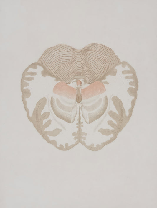 a drawing of a human heart with two sections cut out of it