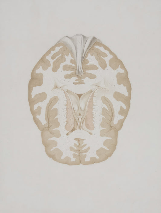 a drawing of a human brain in a white background