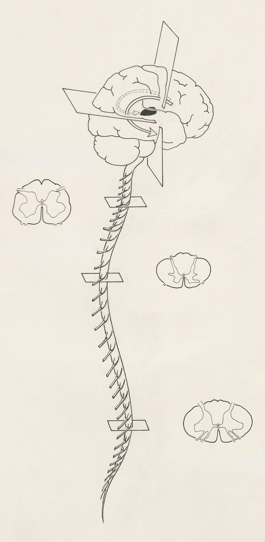 a black and white drawing of a spiral of life