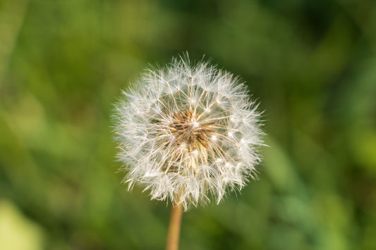 A close up of a dandelion with a blurry background