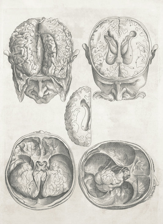 Detailed anatomical drawings of the human brain