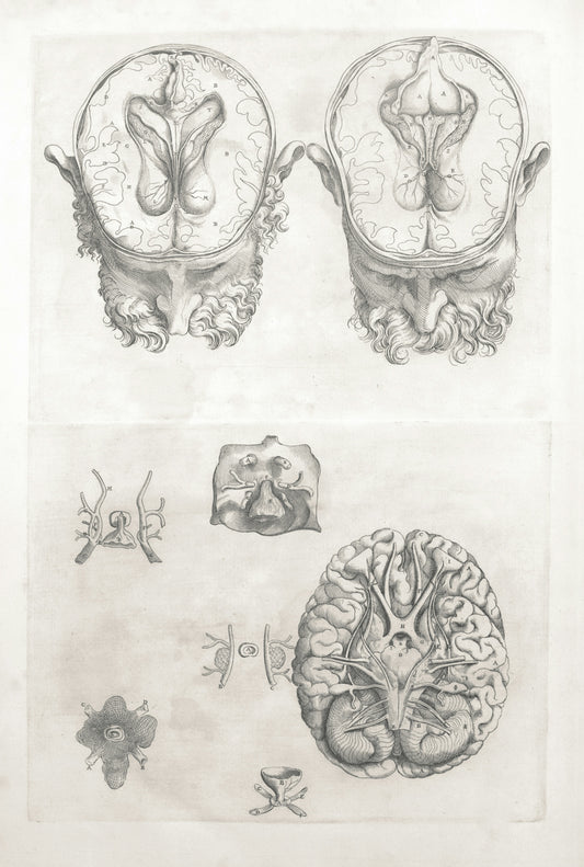 Detailed anatomical drawings of the human brain