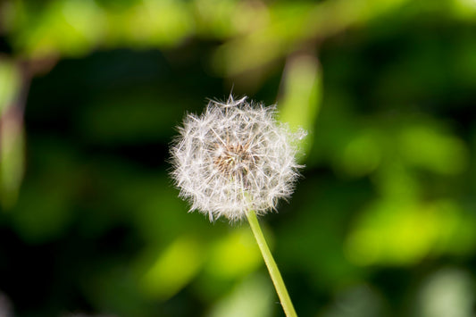 A dandelion in a vase with a blurry background