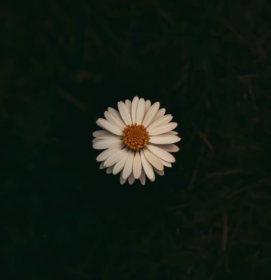 A daisy blooms against a dark background.