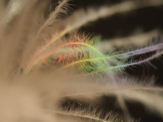 Close-up of soft feathers with rainbow light reflections