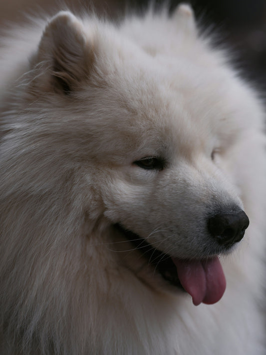 A fluffy white samoyed dog with its tongue out